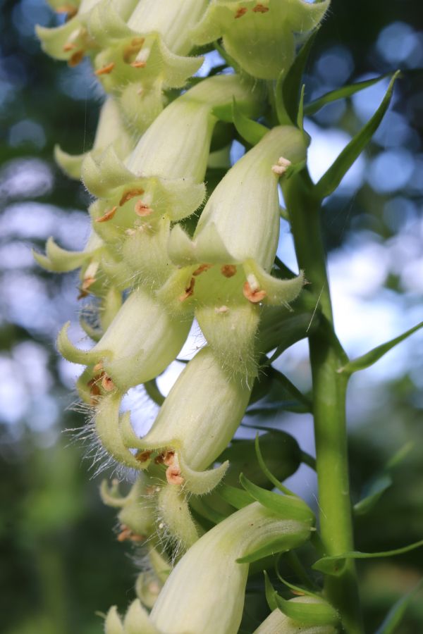 Gelber Fingerhut (Digitalis lutea) Pflanzenwiki