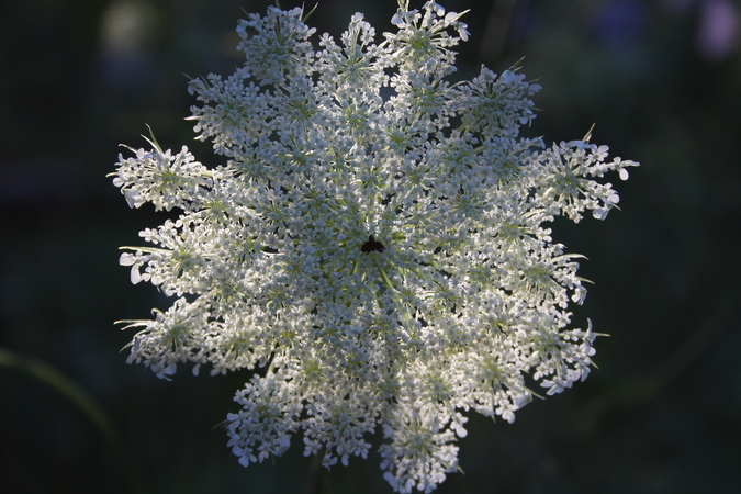 wilde-m-hre-daucus-carota-pflanzenwiki