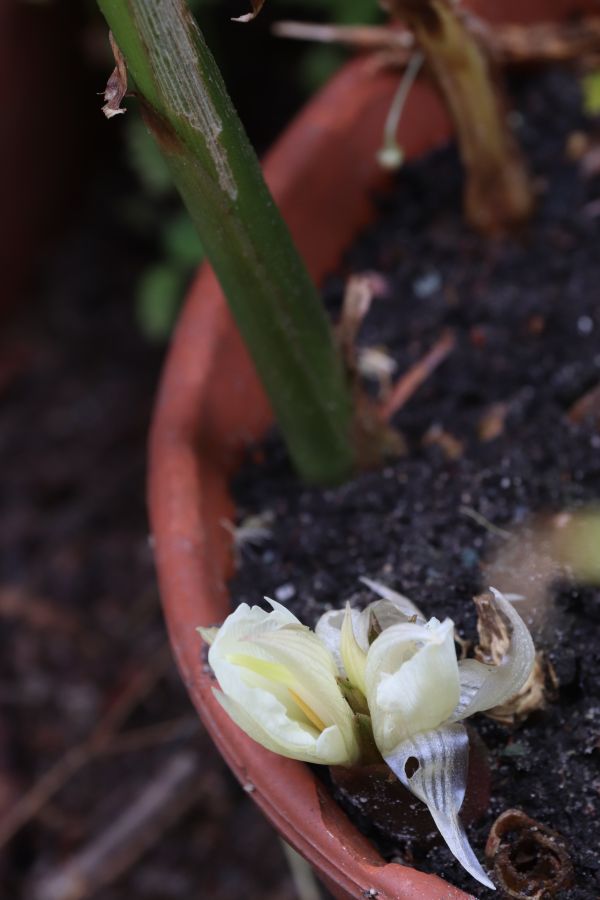 Japanischer Ingwer (Zingiber mioga) Pflanzenwiki