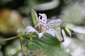 Krötenlilie1.jpg