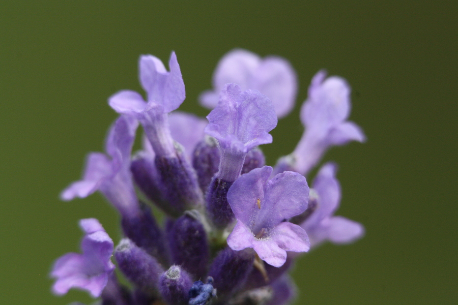 Lavendel (Lavendula angustifolia) Pflanzenwiki