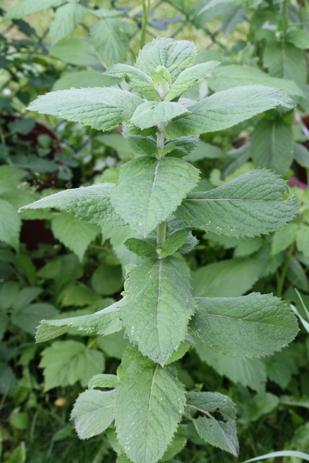 Apfelminze (Mentha rotundifolia) Pflanzenwiki