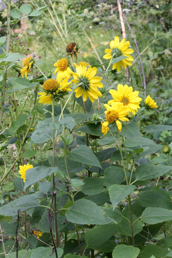Staudensonnenblume (Helianthus decapetalus) Pflanzenwiki