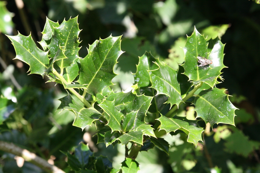 Gewöhnliche Stechpalme (Ilex aquifolium) Pflanzenwiki