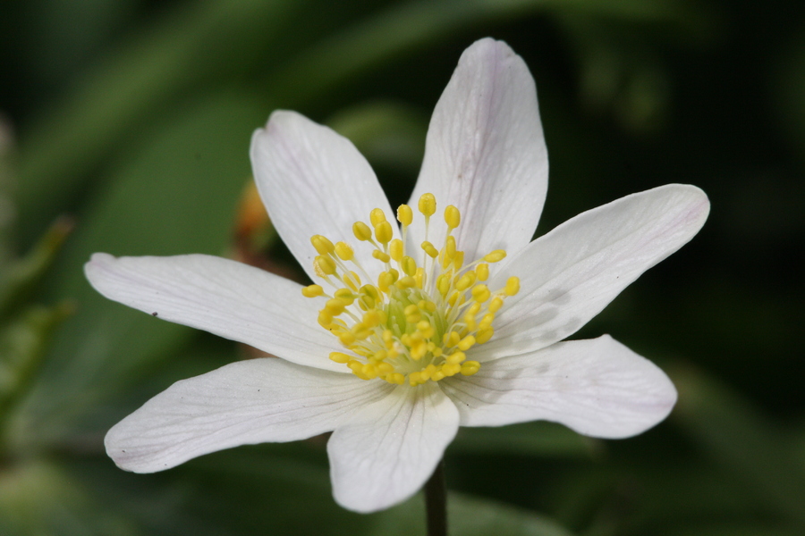 Buschwindröschen (Anemone nemorosa) – Pflanzenwiki